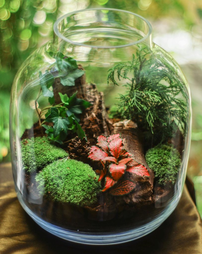 Immagine da cui ho preso ispirazione per il mio primo terrarium