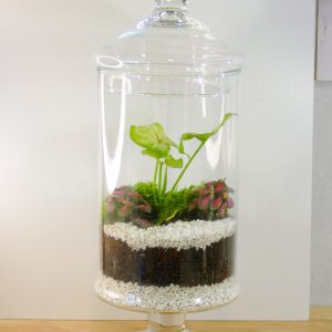 Uno dei terrarium realizzati da Vitrarium