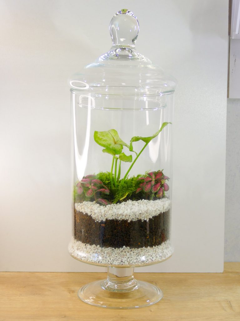 Uno dei terrarium realizzati da Vitrarium