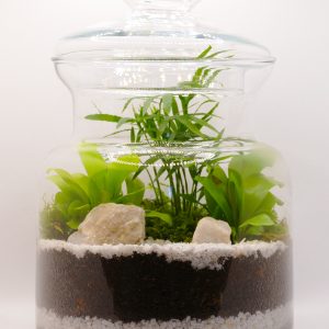 Terrarium della nostra vetrina