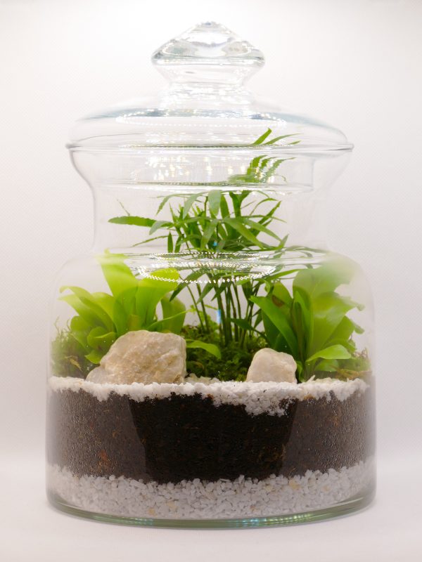 Terrarium della nostra vetrina